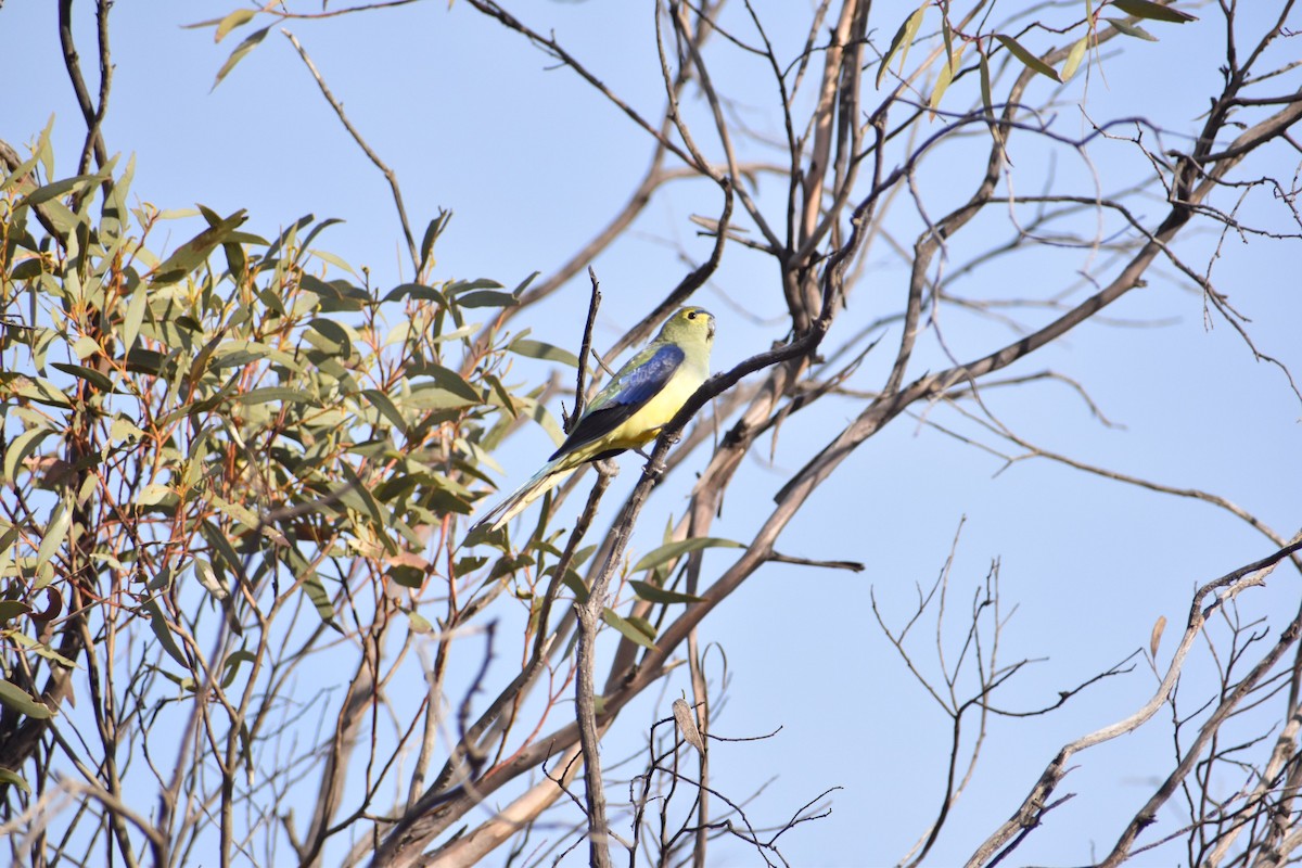 Blue-winged Parrot - ML258165361