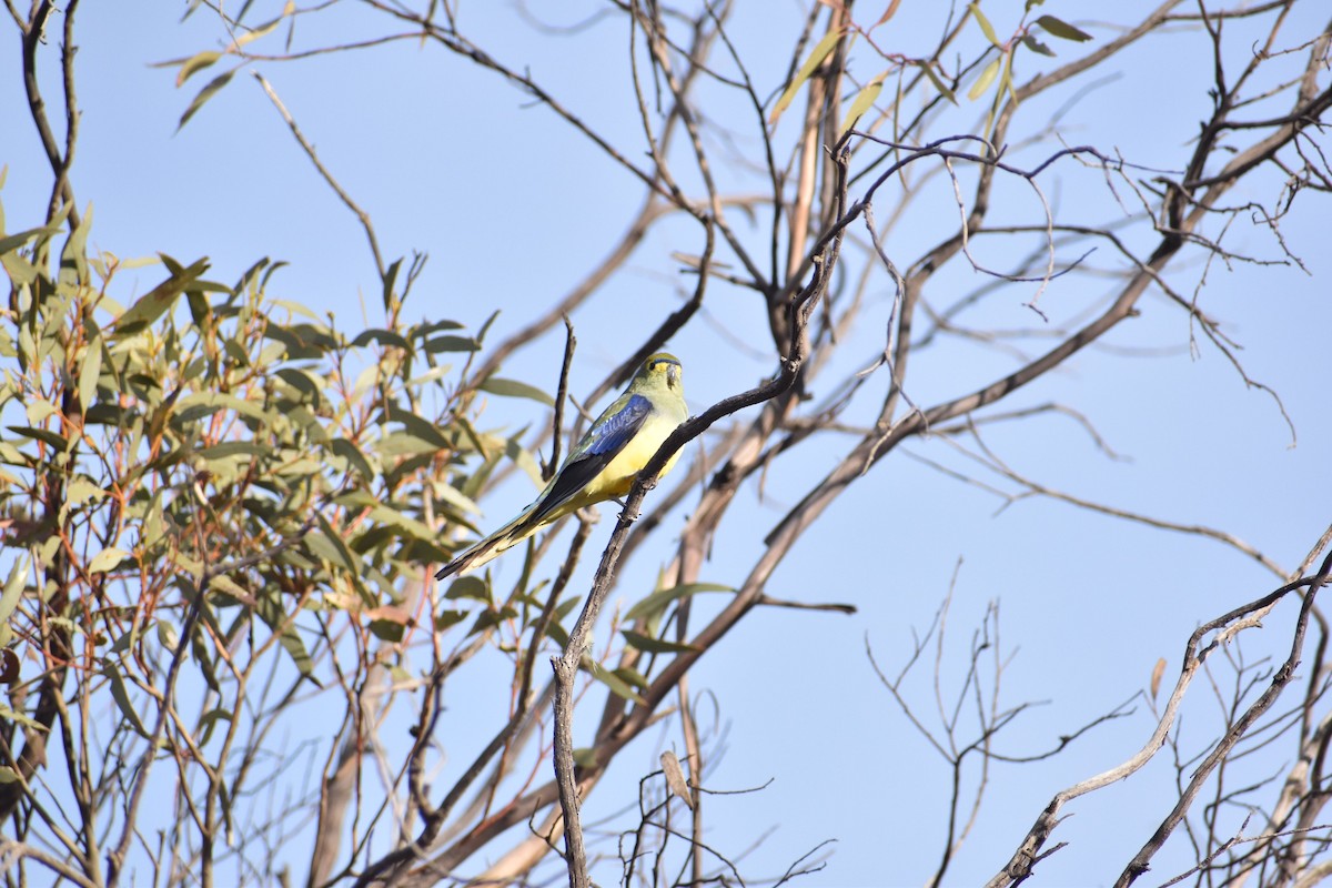 Blue-winged Parrot - ML258165441