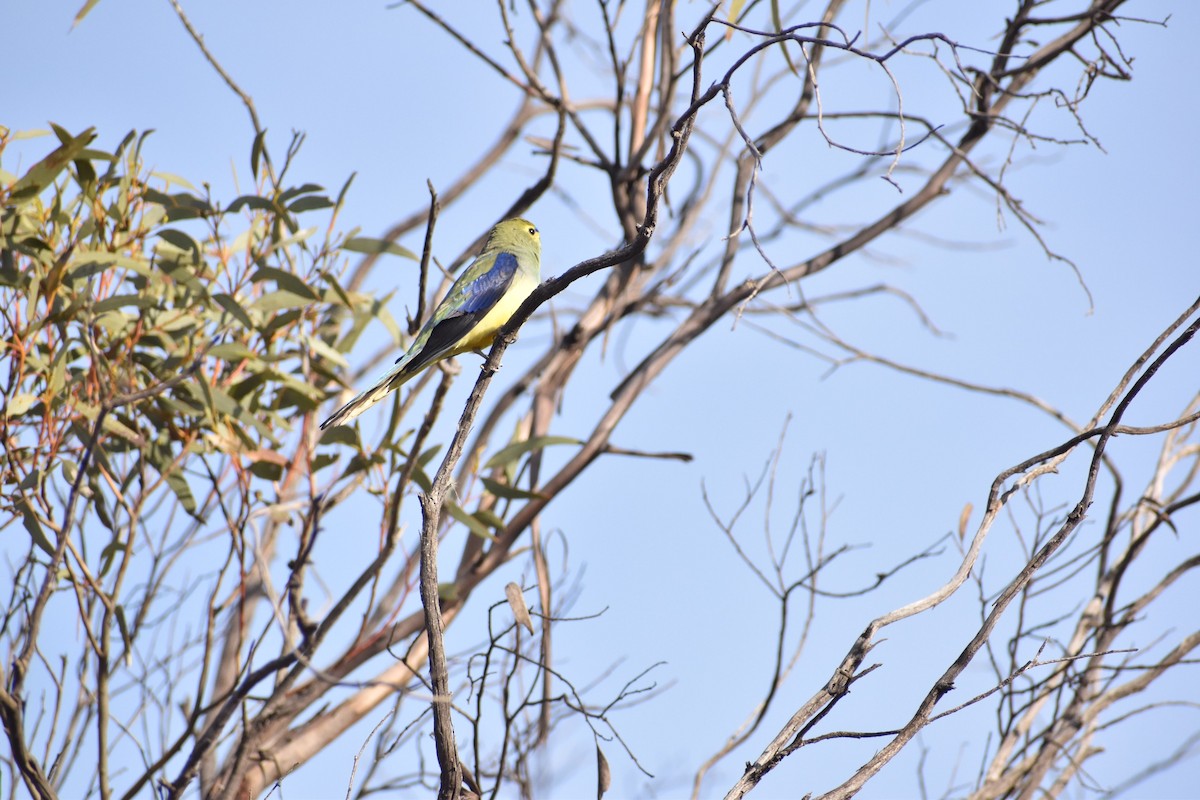 Blue-winged Parrot - ML258165461