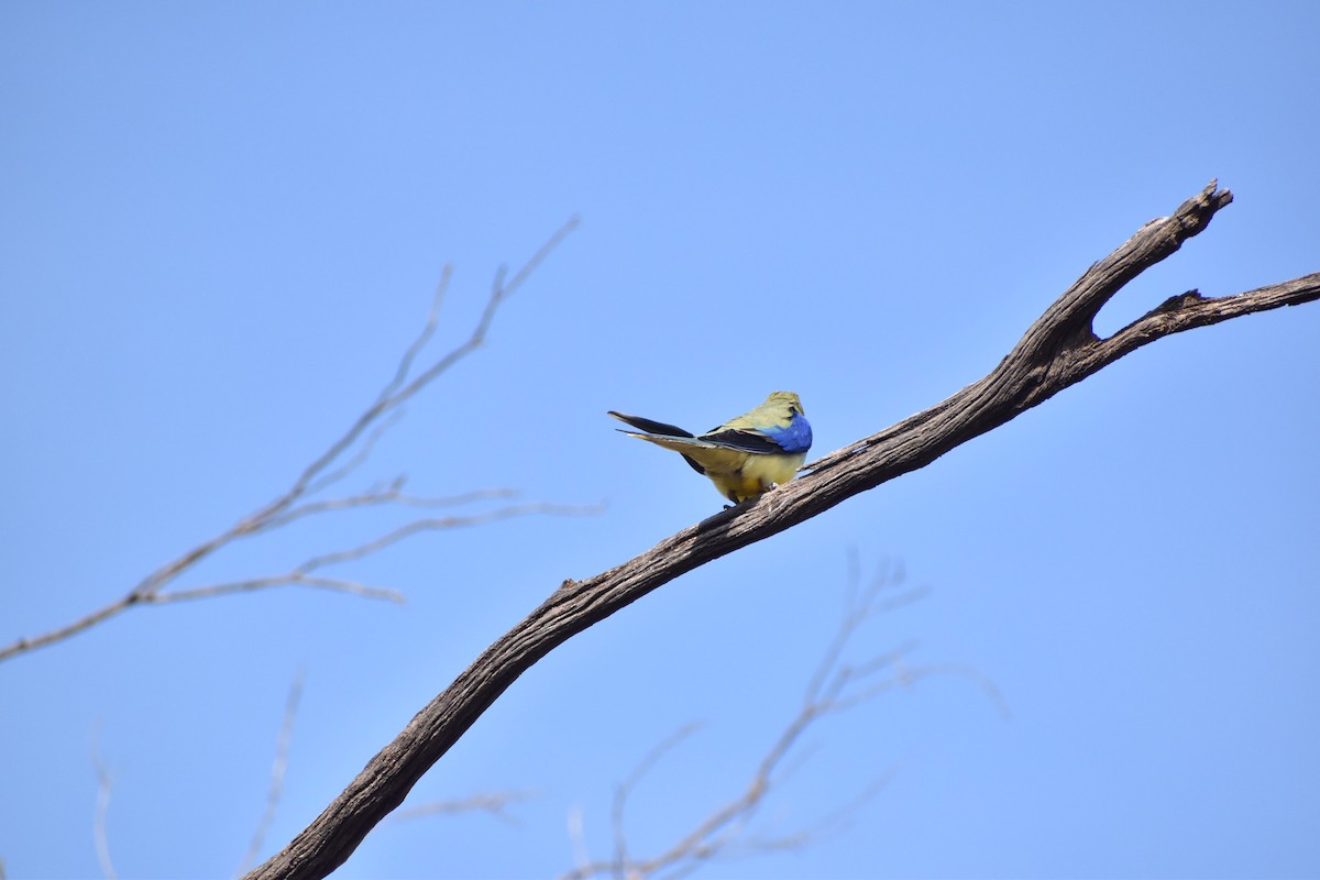 Blue-winged Parrot - ML258165481