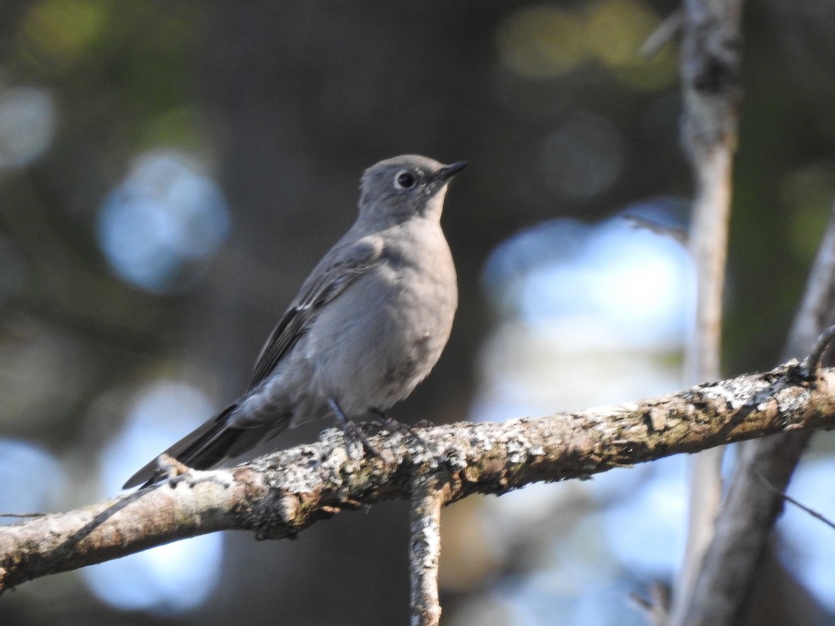 Townsend's Solitaire - ML258165991