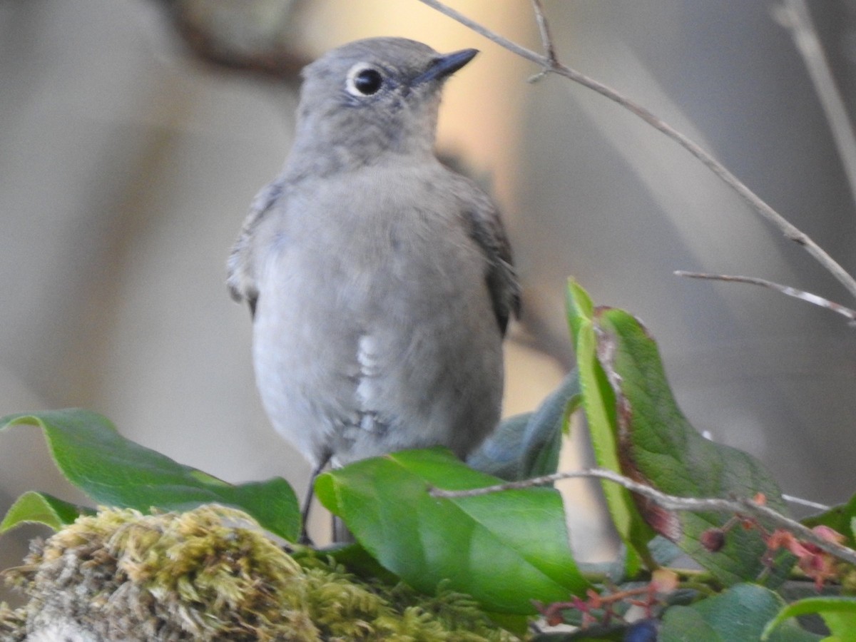 Townsend's Solitaire - ML258166001