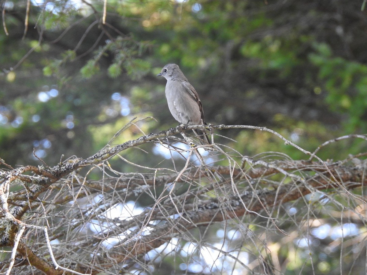 Townsend's Solitaire - ML258166011
