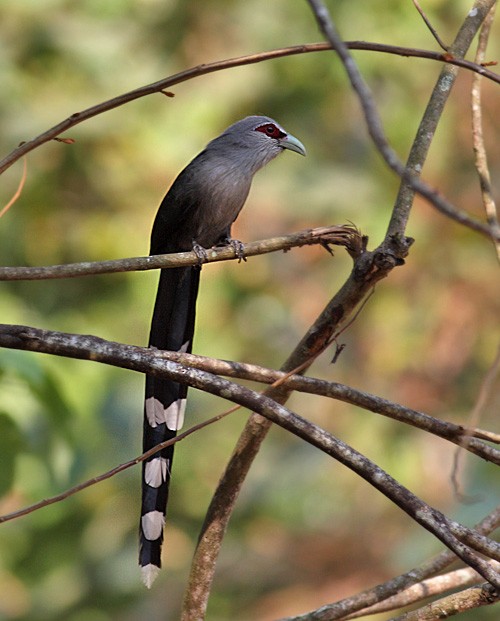 Green-billed Malkoha - ML258166031