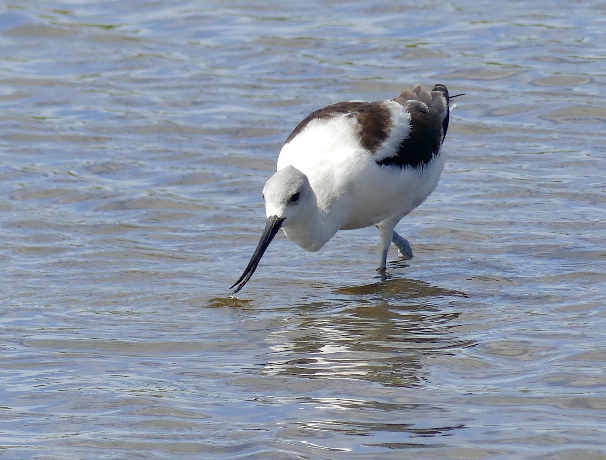 Avoceta Americana - ML258168921