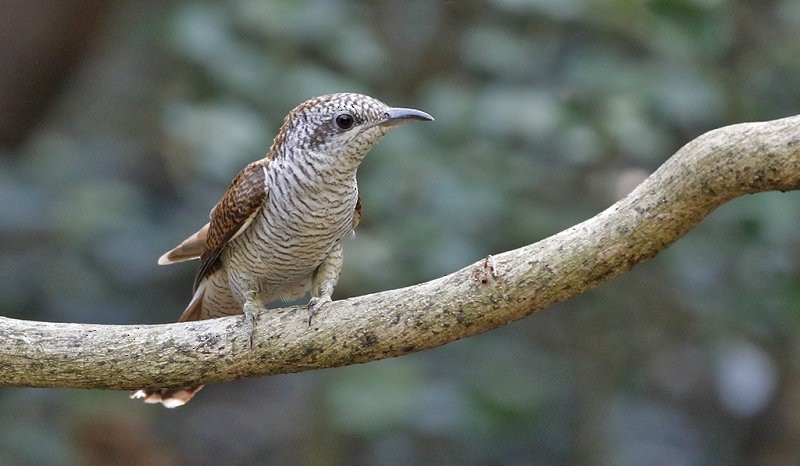 Banded Bay Cuckoo - ML258169031