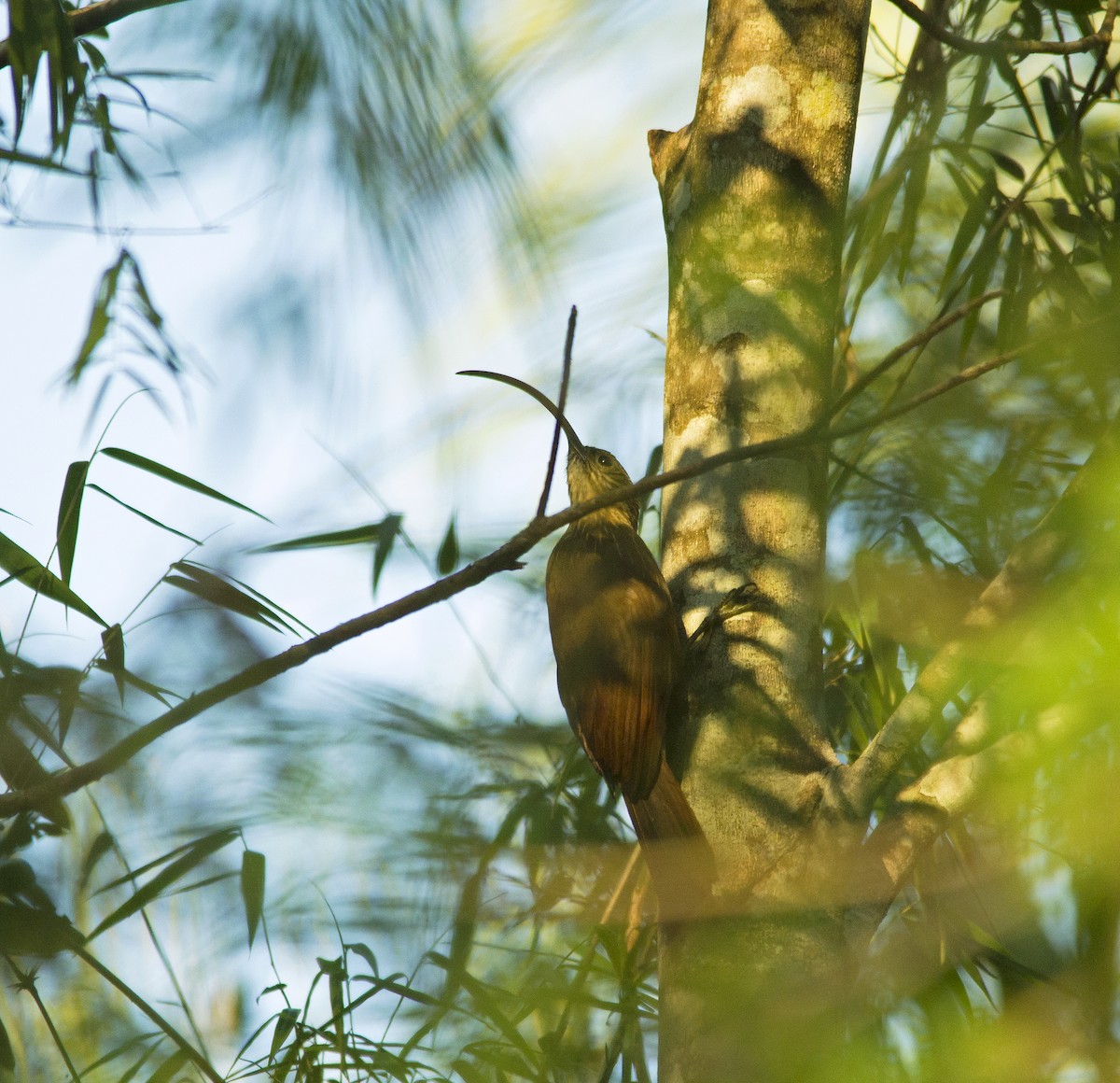 Black-billed Scythebill - ML258170081