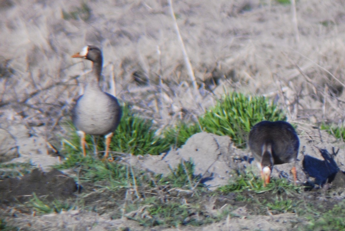 Greater White-fronted Goose - ML25817021