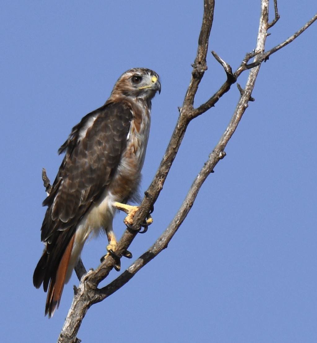 Red-tailed Hawk - ML258170211