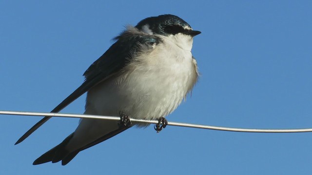 Golondrina Cejiblanca - ML258170711