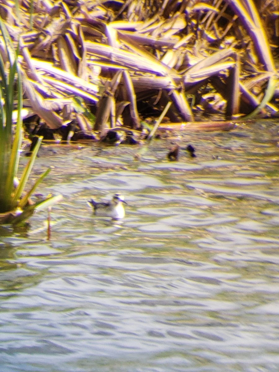 Red Phalarope - Evan Pye