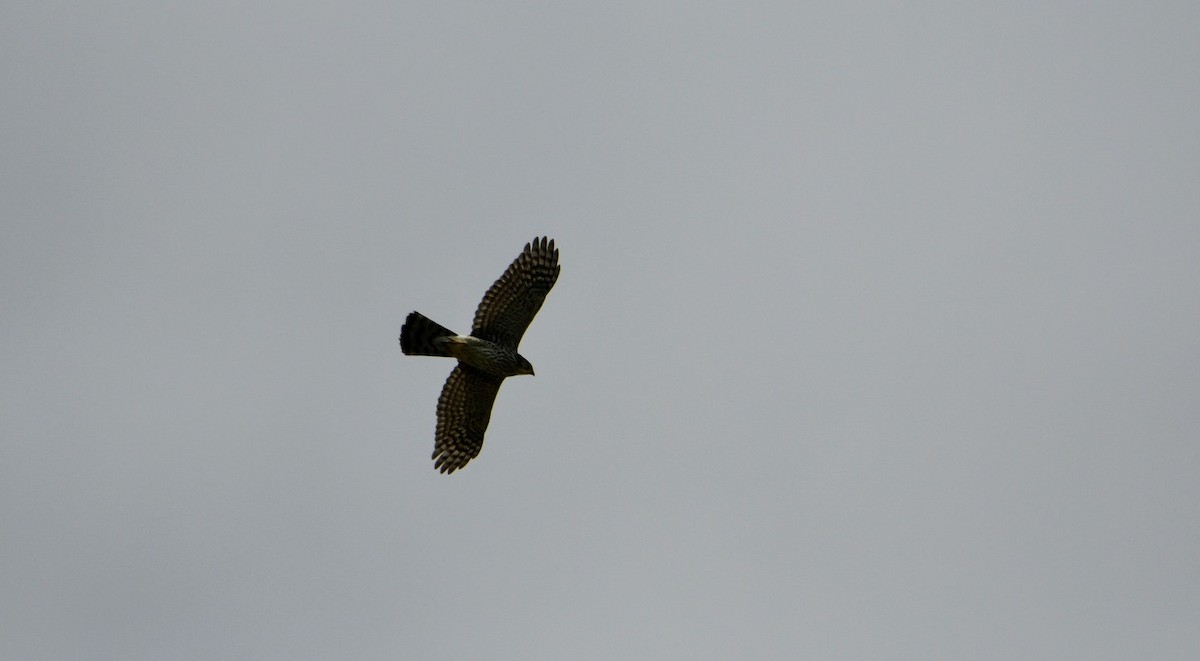 Cooper's Hawk - ML258172081