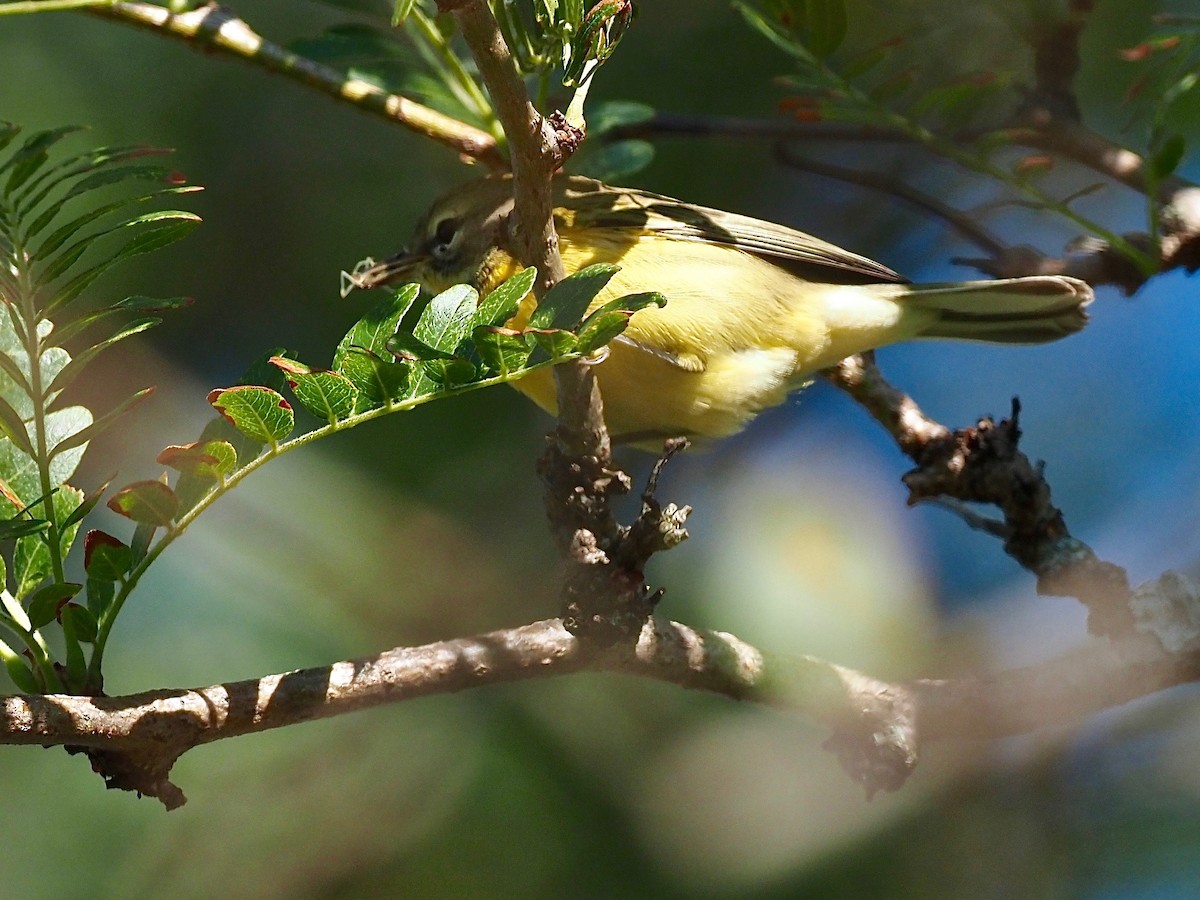 Prairie Warbler - Gabriel Willow