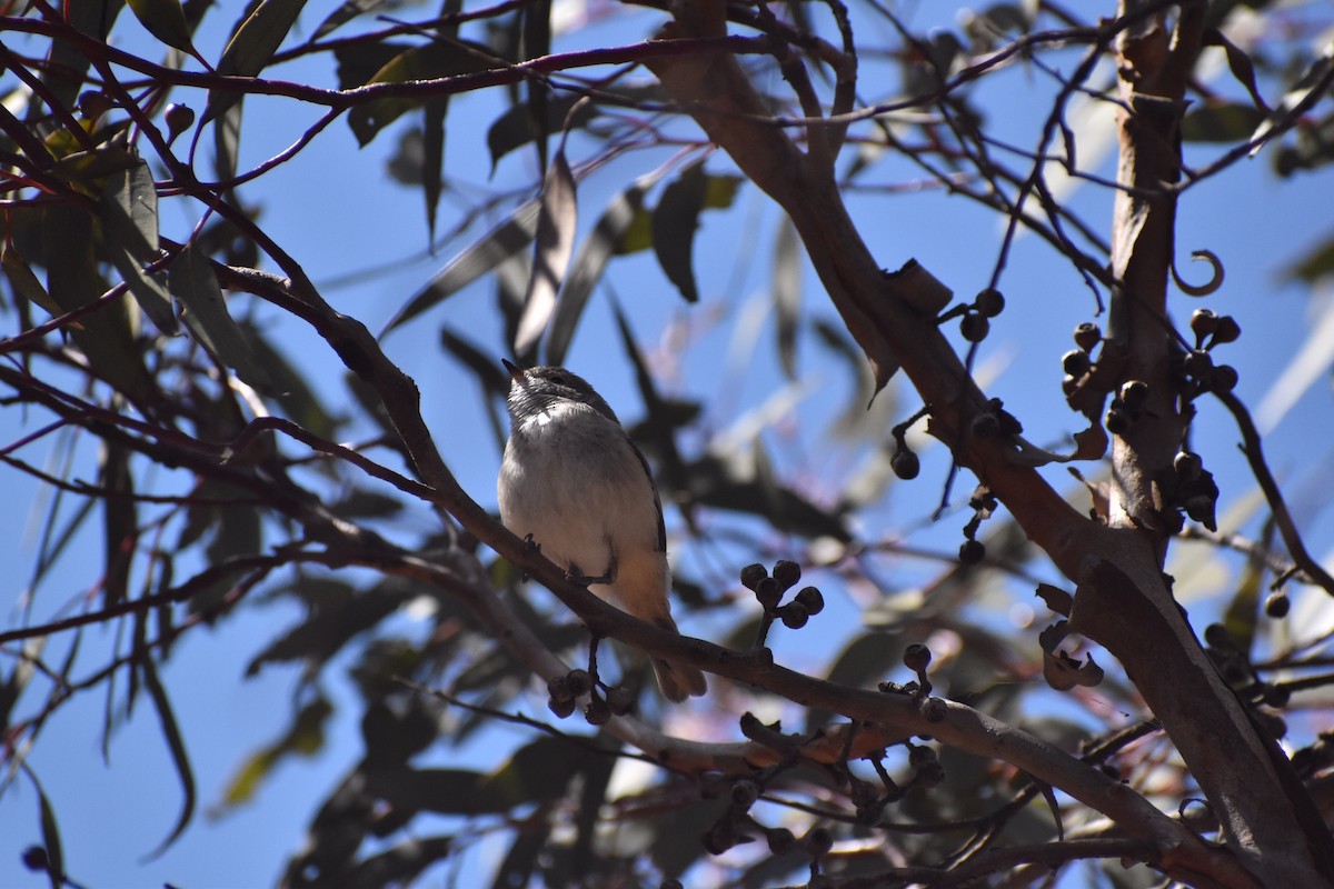 Inland Thornbill - Aidan Powell