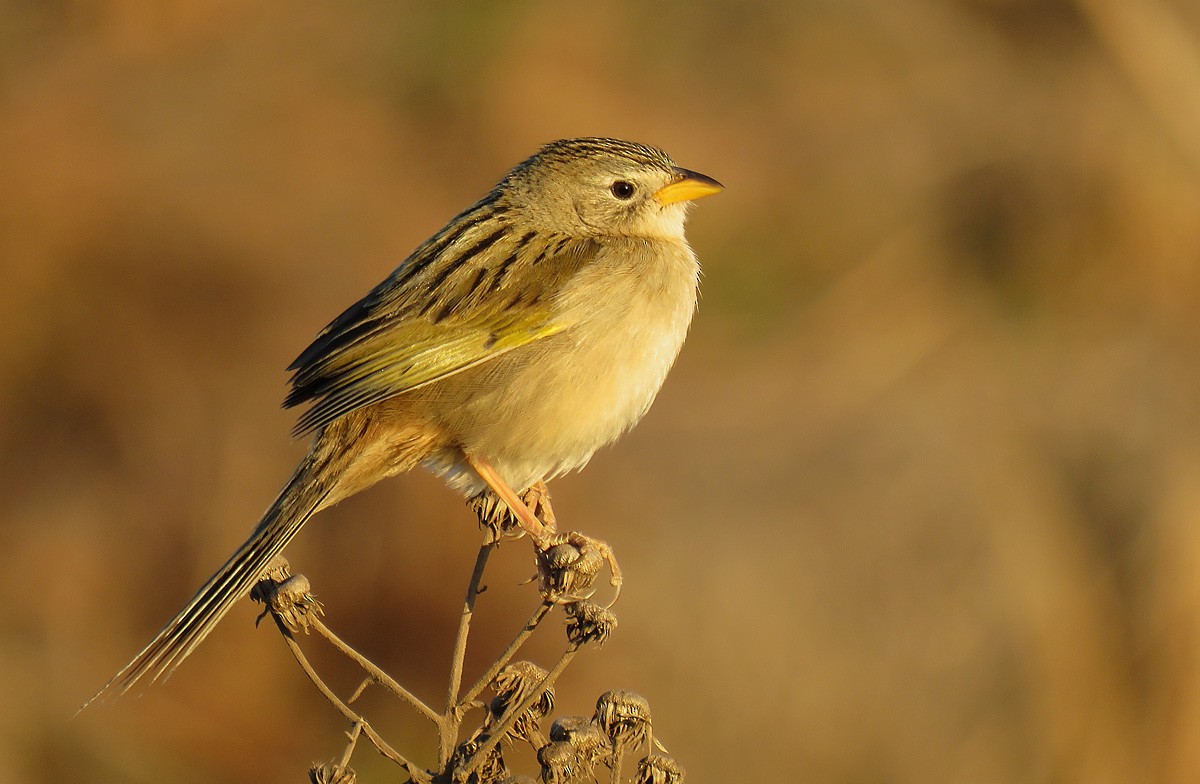 Wedge-tailed Grass-Finch - ML258173561