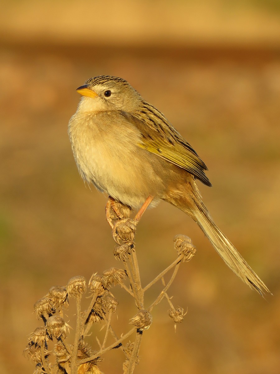Wedge-tailed Grass-Finch - ML258173571