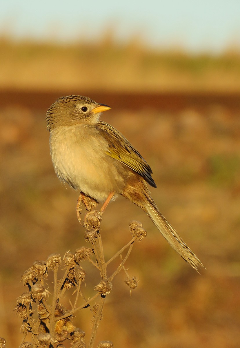 Wedge-tailed Grass-Finch - ML258173581