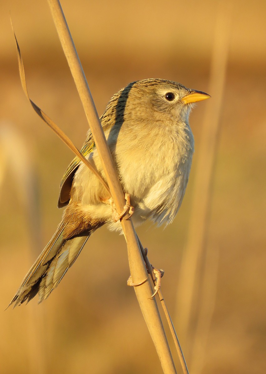 Wedge-tailed Grass-Finch - ML258173601
