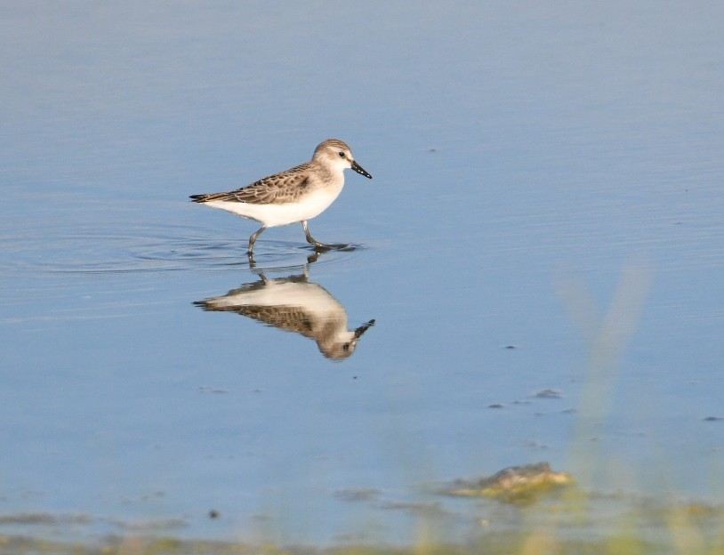 Semipalmated Sandpiper - ML258174251