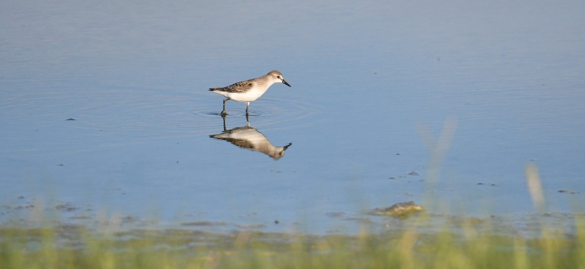 Semipalmated Sandpiper - ML258174261
