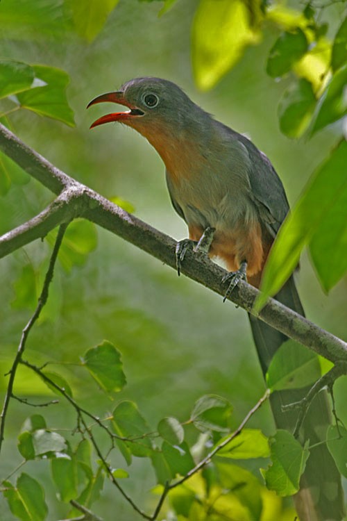 Red-billed Malkoha - Peter Ericsson