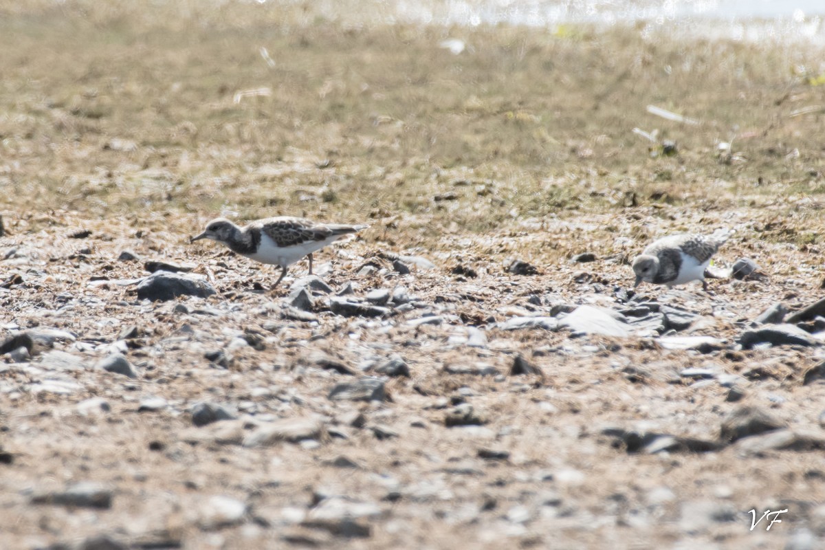 Ruddy Turnstone - ML258175411