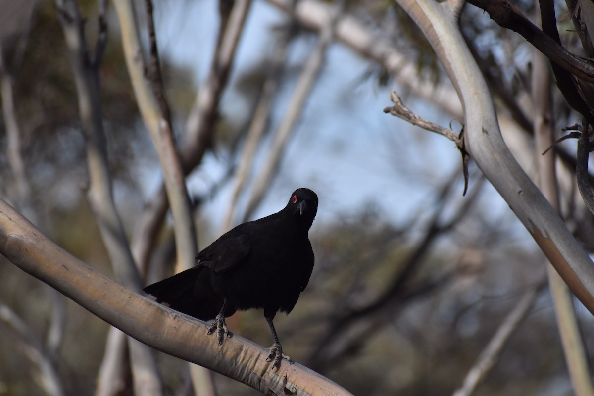 White-winged Chough - ML258175451