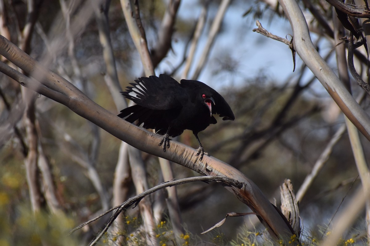 White-winged Chough - ML258175471