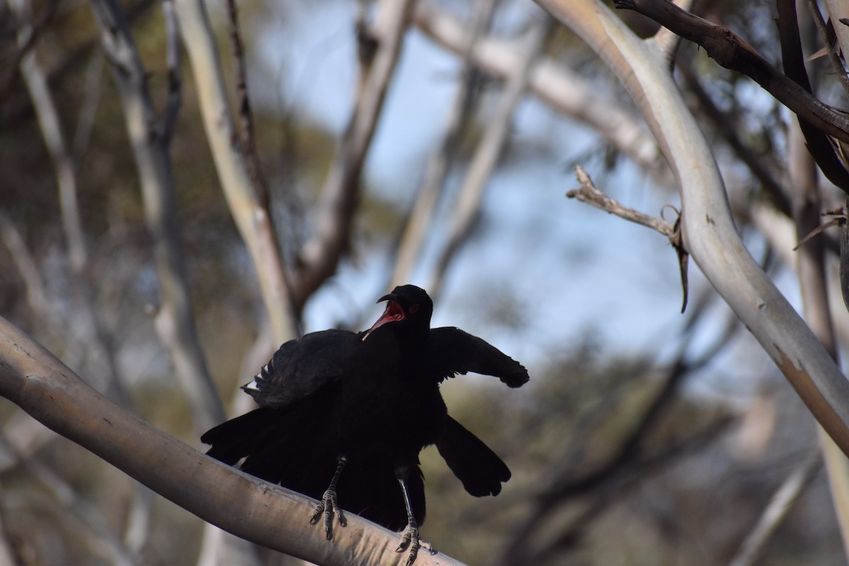 White-winged Chough - ML258175491