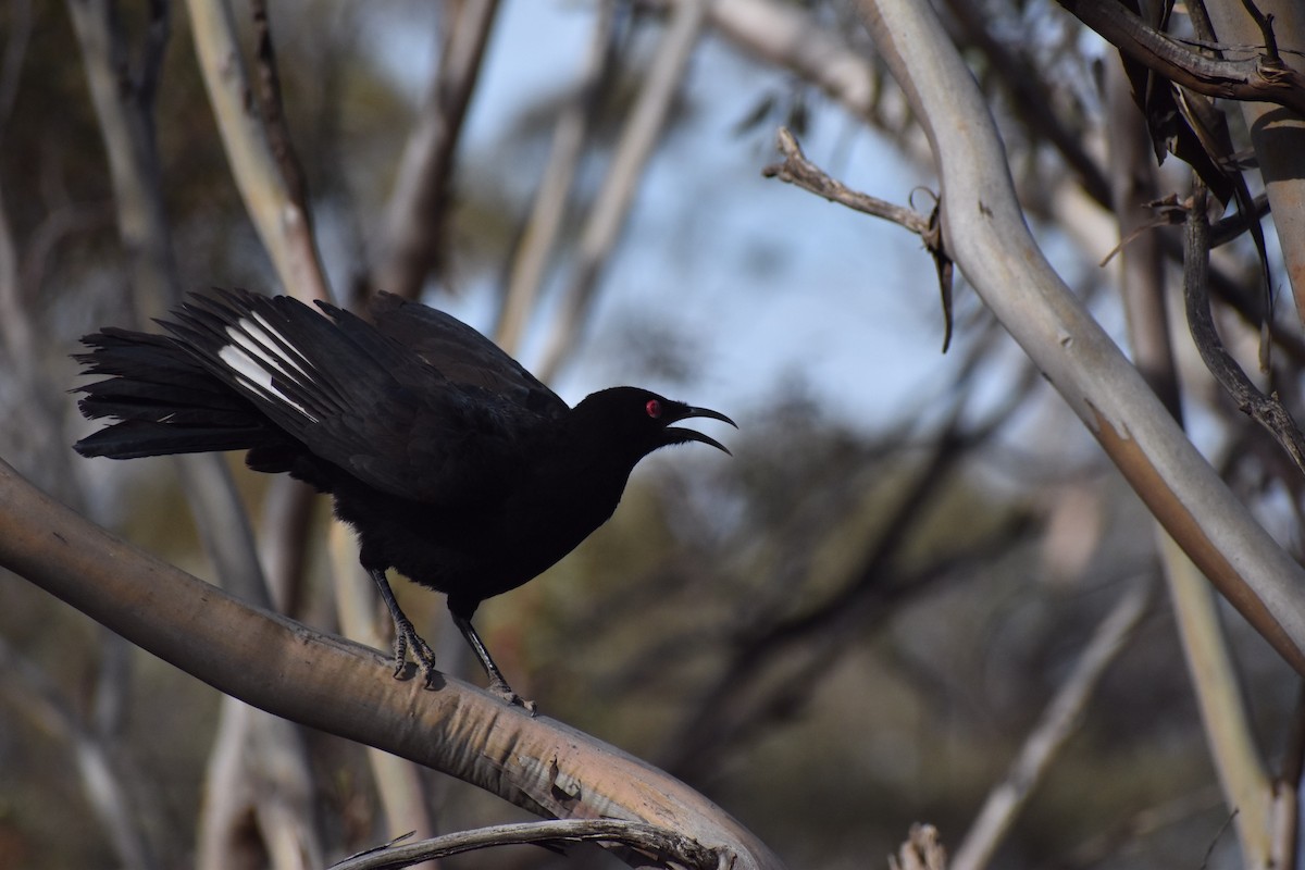 White-winged Chough - ML258175521