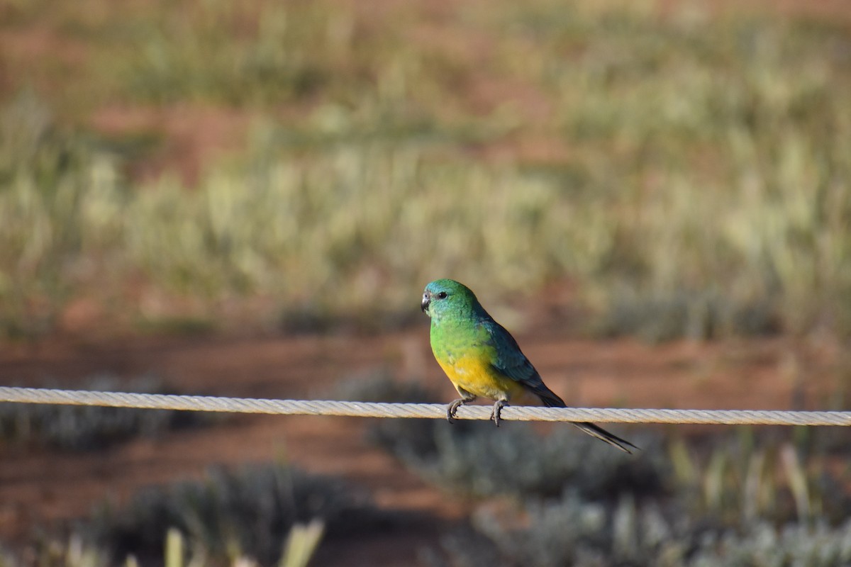 Red-rumped Parrot - ML258175531