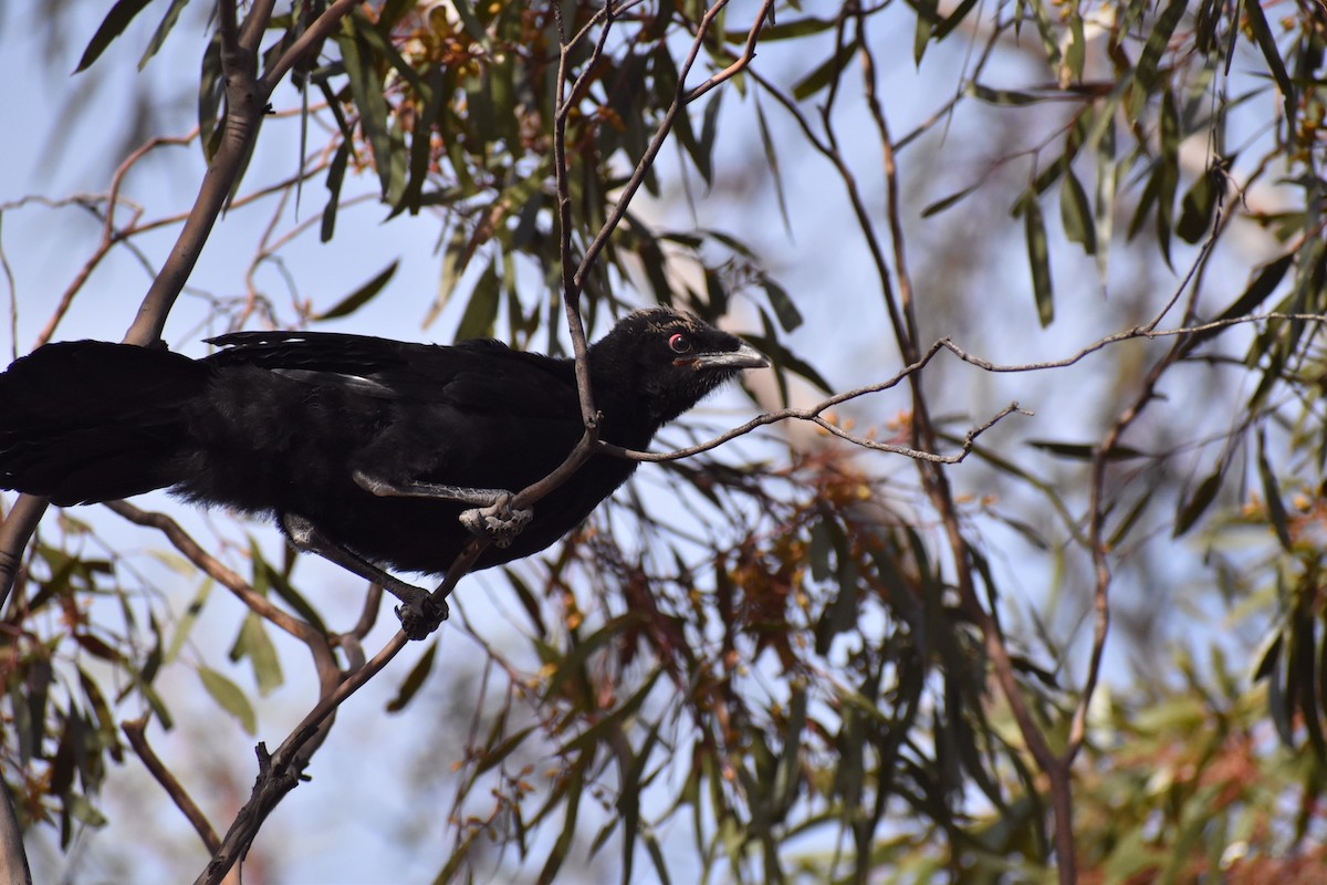White-winged Chough - ML258175551
