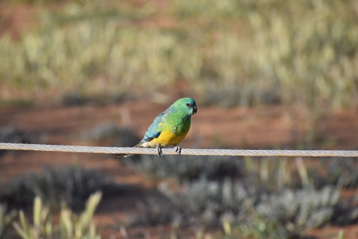 Red-rumped Parrot - ML258175561