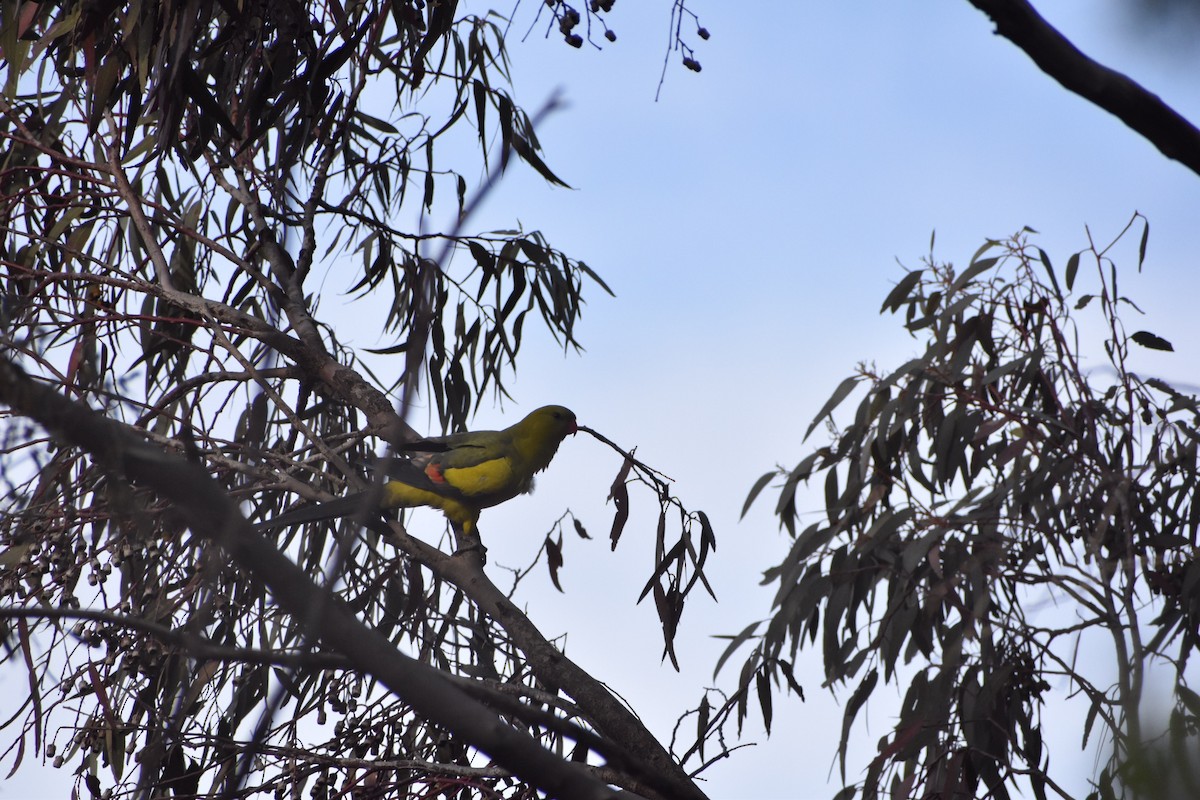 Regent Parrot - ML258175741