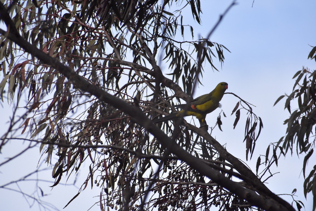 Regent Parrot - ML258175761