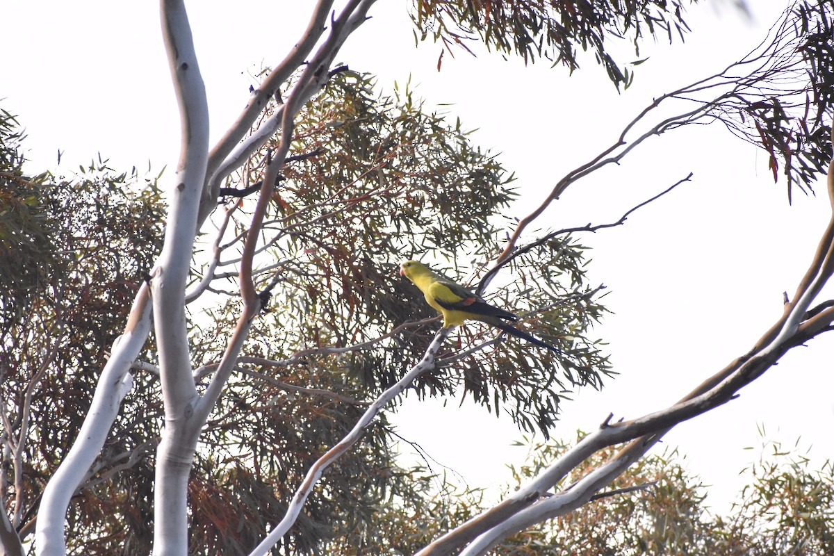 Regent Parrot - ML258175801