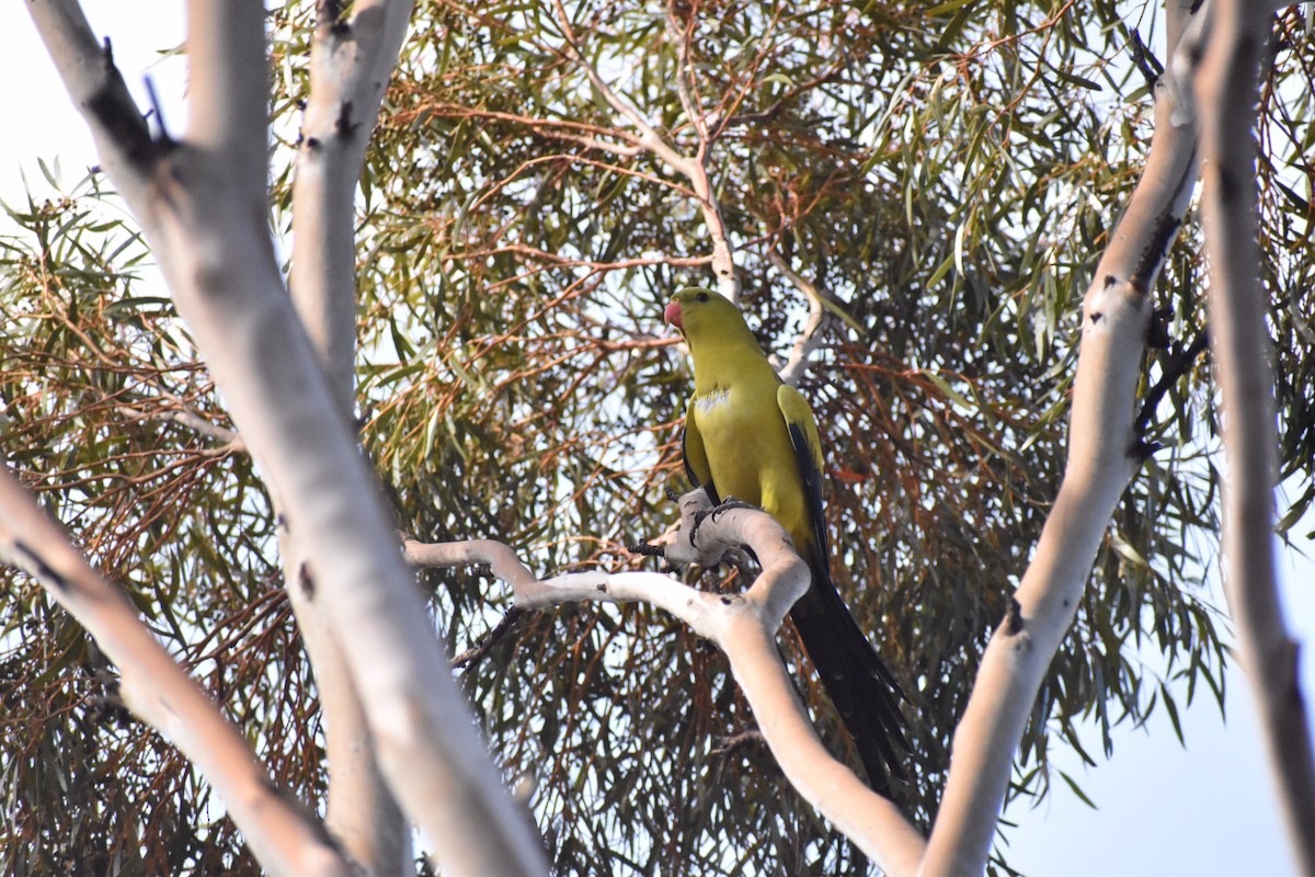 Regent Parrot - ML258175811
