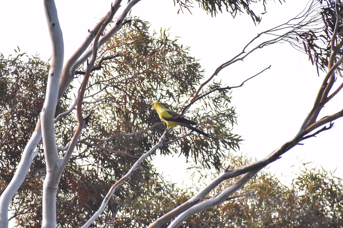 Regent Parrot - ML258175821