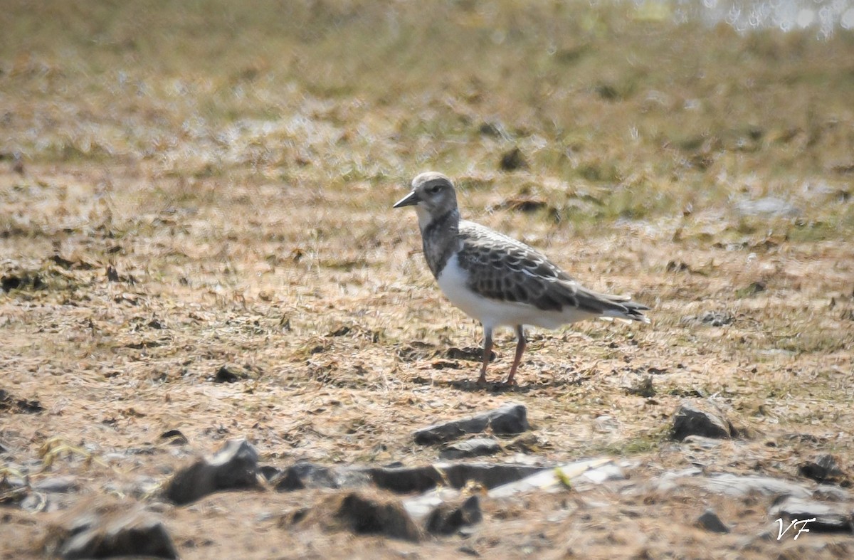 Ruddy Turnstone - ML258177311