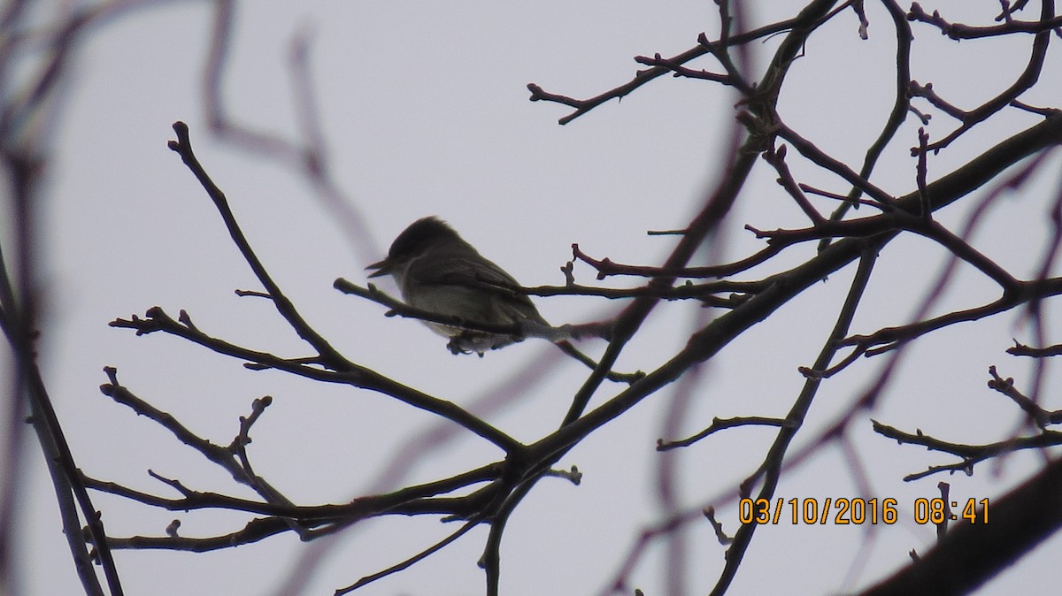 Eastern Phoebe - ML25818031