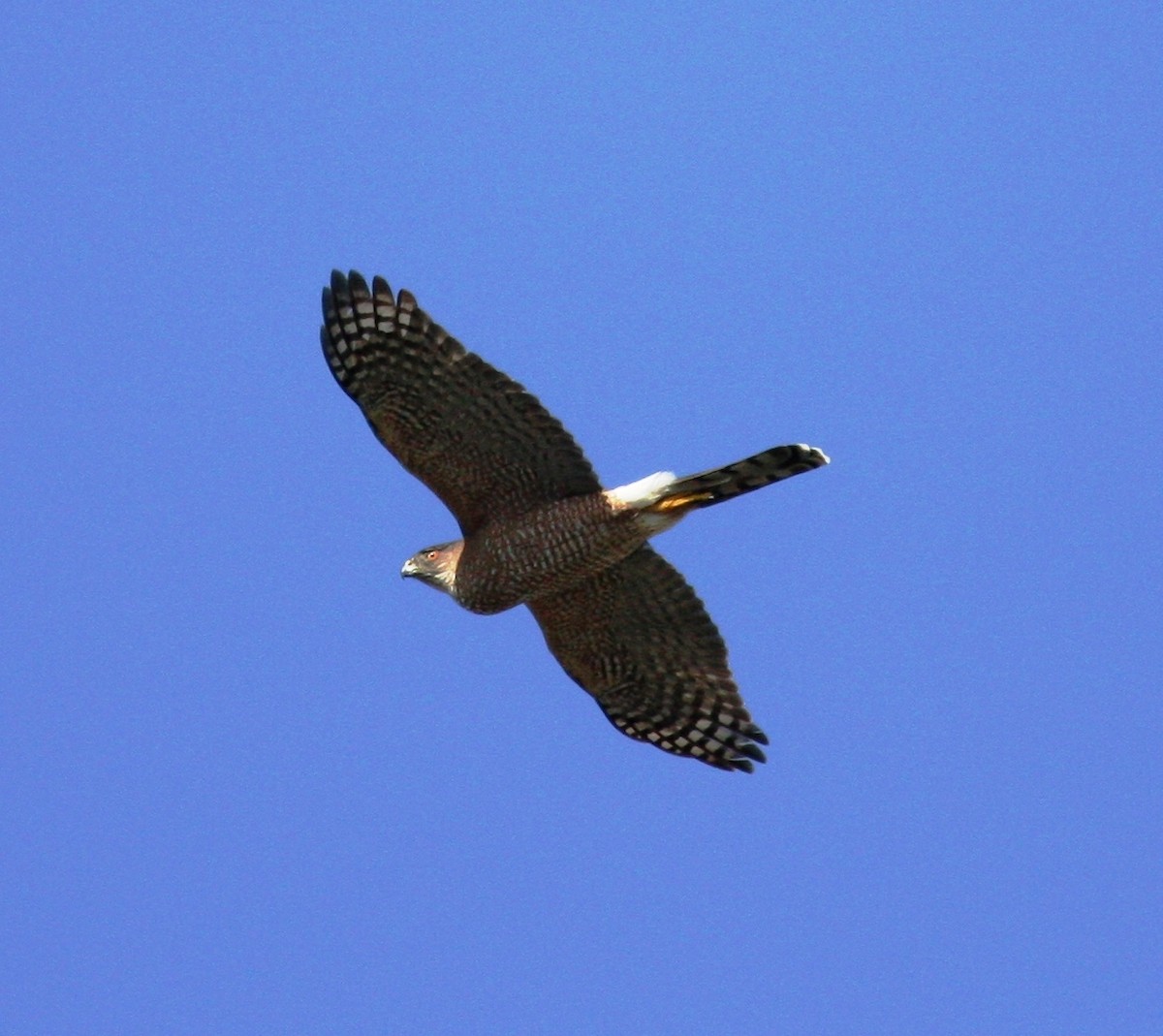 Cooper's Hawk - Nels Nelson