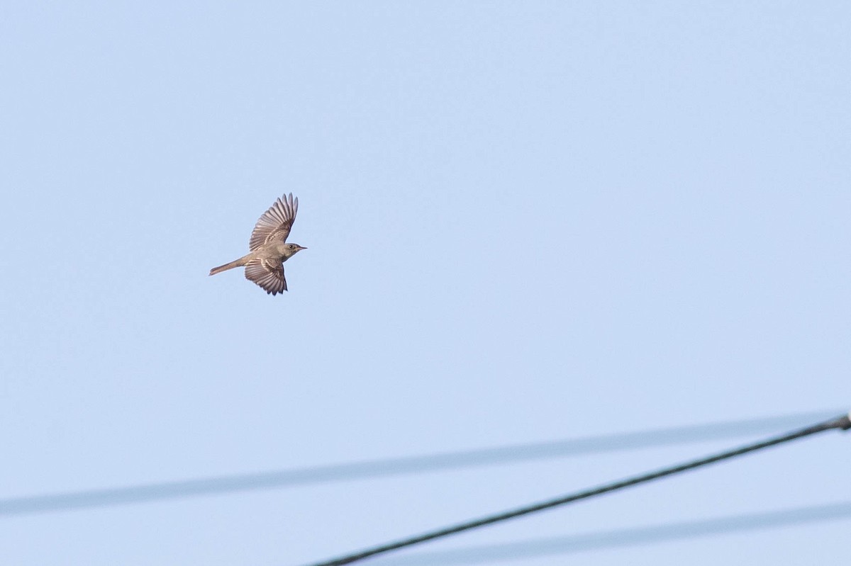 Eastern Wood-Pewee - ML258181091