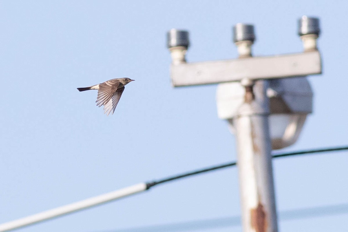 Eastern Wood-Pewee - ML258181141