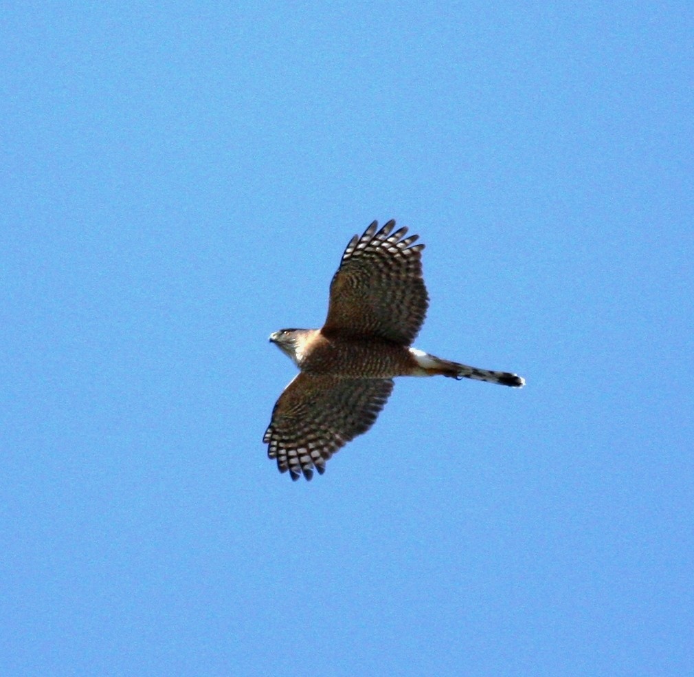 Cooper's Hawk - Nels Nelson