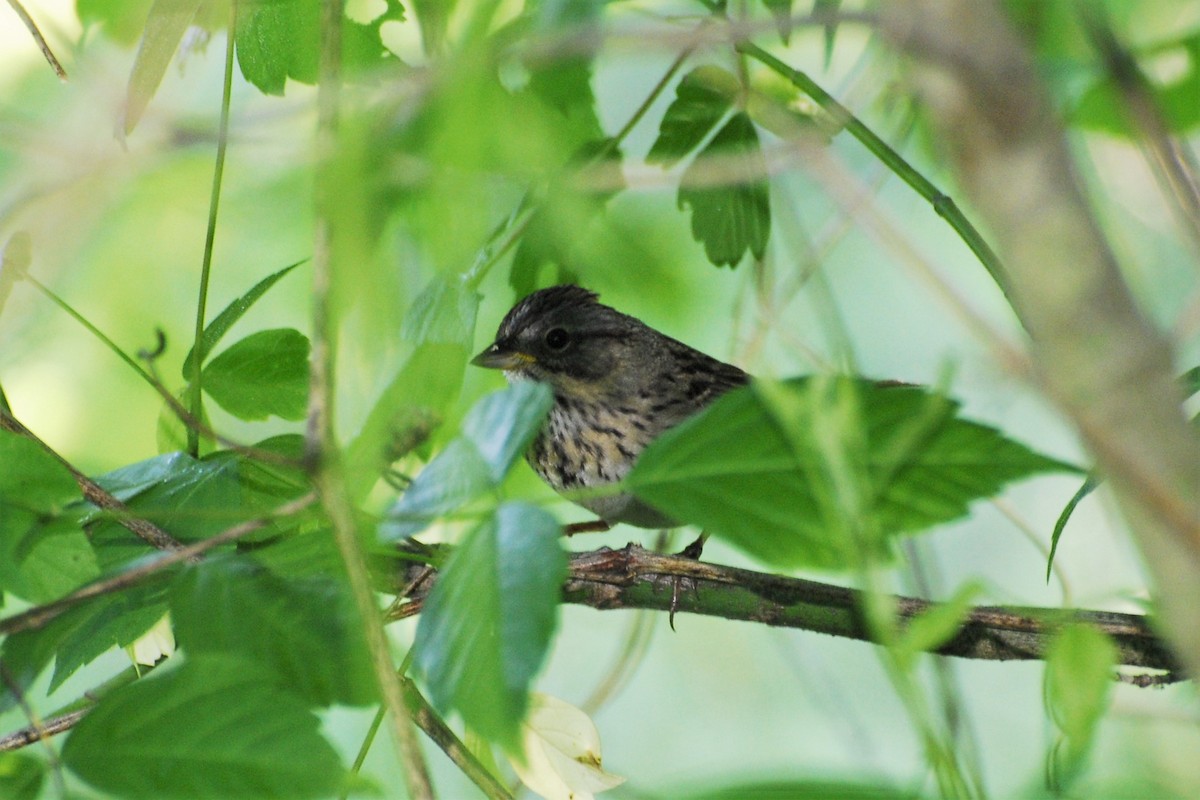 Lincoln's Sparrow - ML25818151