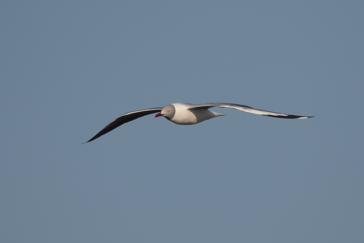 Gray-hooded Gull - ML258182871