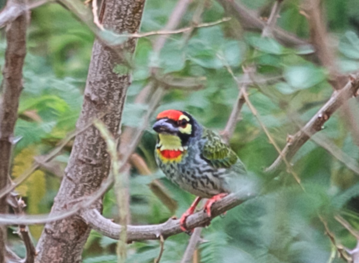 Coppersmith Barbet - ML258184071