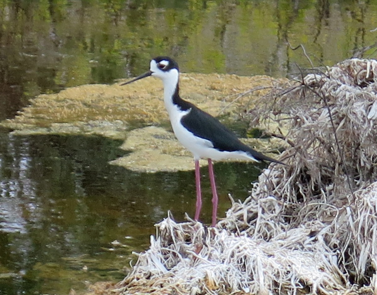 Black-necked Stilt - Erika Gates