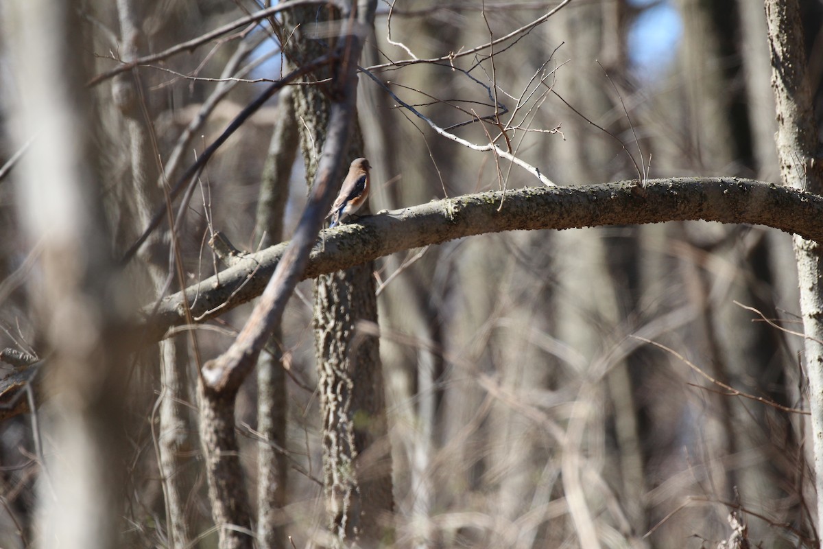 Eastern Bluebird - ML25818501