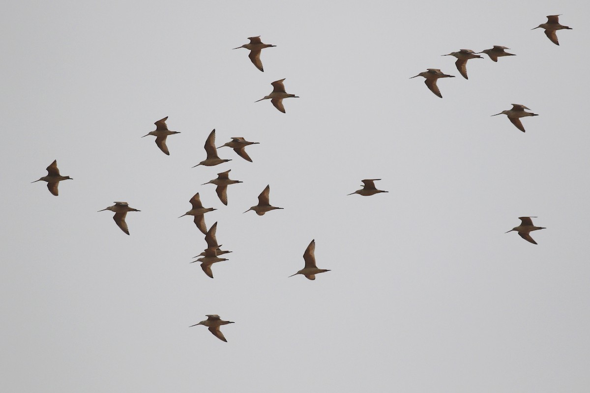 Marbled Godwit - Anonymous